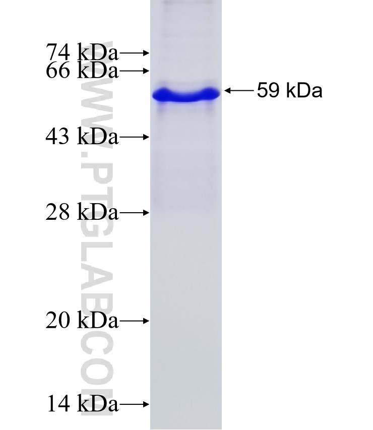 TRAF4 fusion protein Ag0121 SDS-PAGE