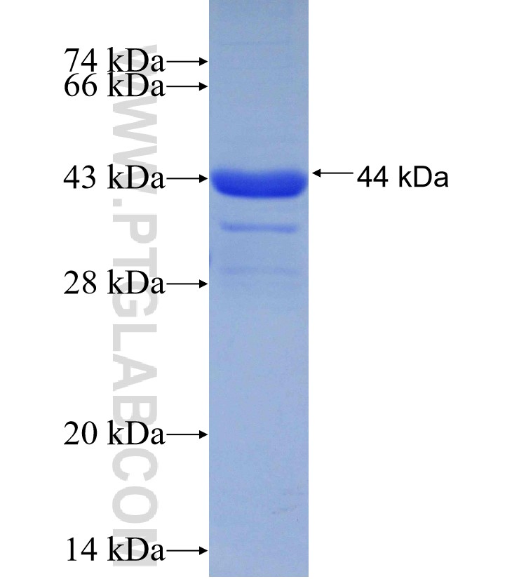 TRAF7 fusion protein Ag30348 SDS-PAGE TRAF7 fusion protein Ag30348 SDS-PAGE