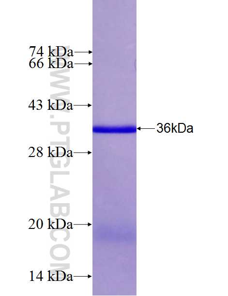 TRAFD1 fusion protein Ag26942 SDS-PAGE TRAFD1 fusion protein Ag26942 SDS-PAGE