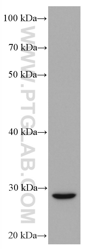 WB analysis of human milk using 66756-1-Ig