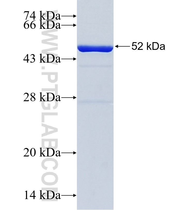 TRAIL fusion protein Ag25746 SDS-PAGE