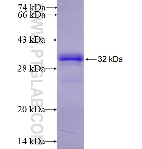 TRAILR4 fusion protein Ag10045 SDS-PAGE TRAILR4 fusion protein Ag10045 SDS-PAGE