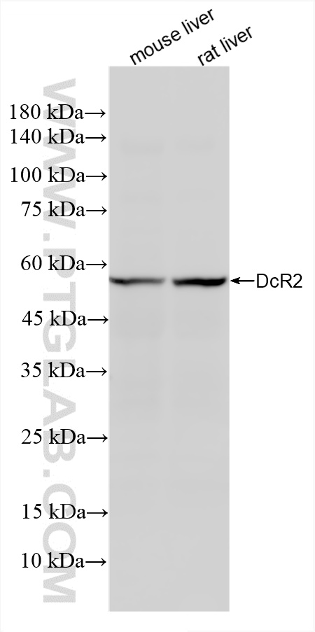 WB analysis using 85425-2-RR