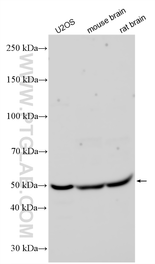 WB analysis using 10332-1-AP
