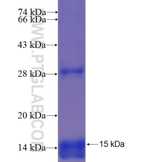 TRAM1 fusion protein Ag4382 SDS-PAGE TRAM1 fusion protein Ag4382 SDS-PAGE