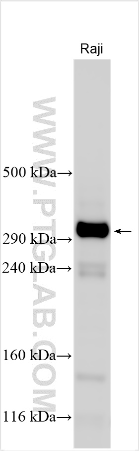 WB analysis using 27583-1-AP (same clone as 27583-1-PBS) WB analysis using 27583-1-AP (same clone as 27583-1-PBS)