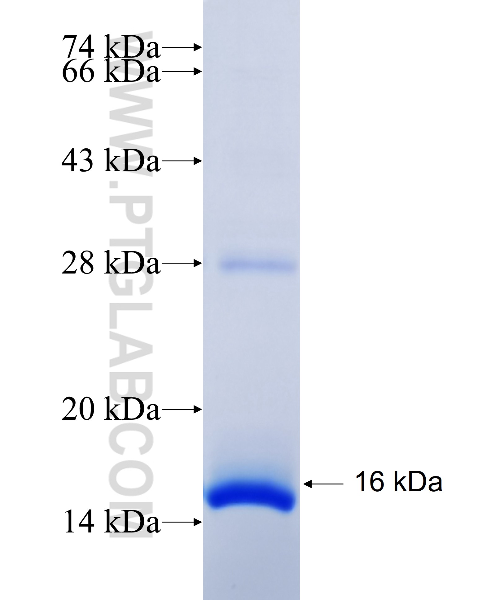 TRANK1 fusion protein Ag26218 SDS-PAGE TRANK1 fusion protein Ag26218 SDS-PAGE
