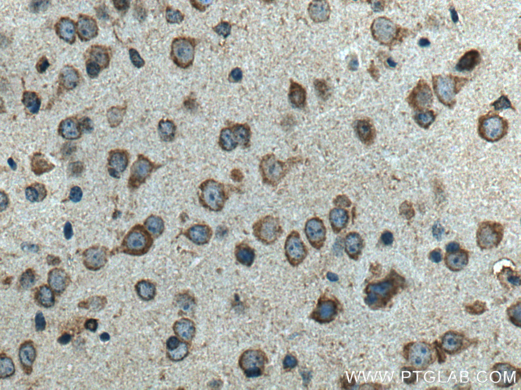 IHC staining of mouse brain using 67693-1-Ig