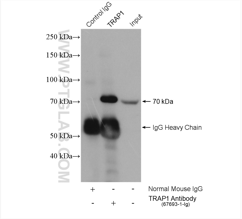 IP experiment of K-562 using 67693-1-Ig