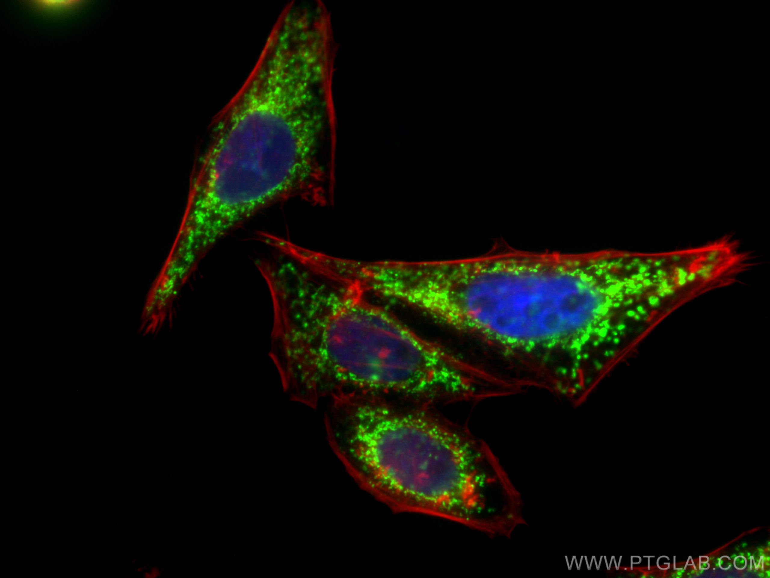 IF Staining of HepG2 using CL488-10325