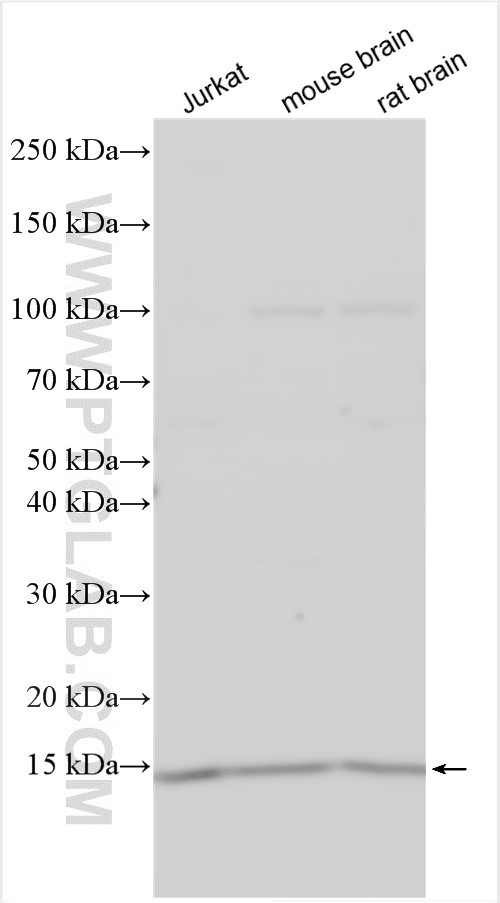 WB analysis using 13868-1-AP