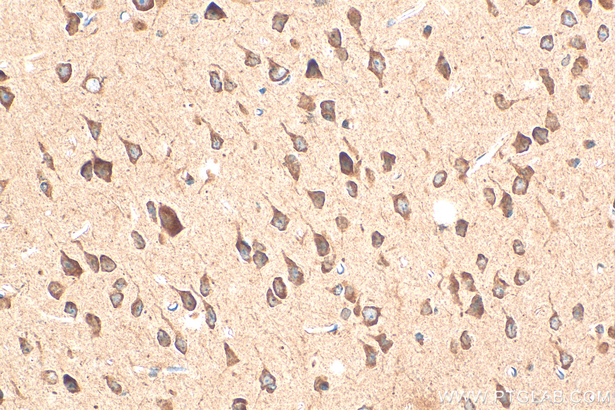 IHC staining of mouse brain using 19598-1-AP