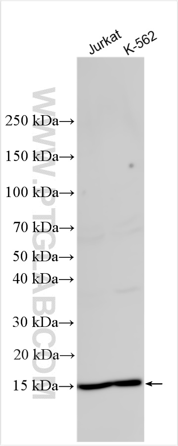 WB analysis using 19598-1-AP