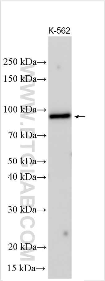 WB analysis using 24555-1-AP