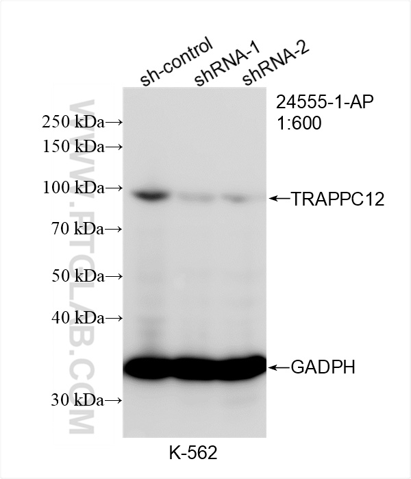 WB analysis of K-562 using 24555-1-AP