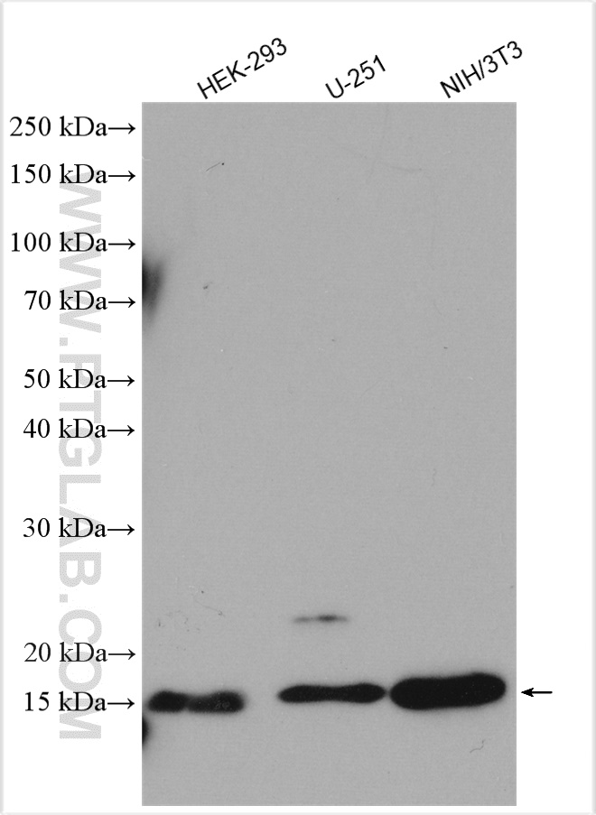 WB analysis using 25282-1-AP