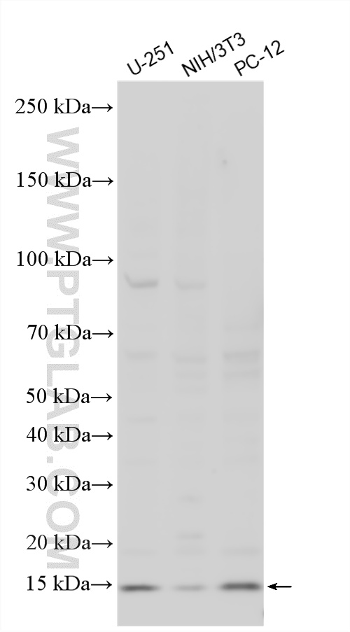 WB analysis using 25282-1-AP