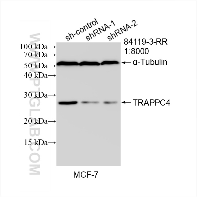 WB analysis of MCF-7 using 84119-3-RR