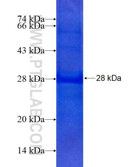 TRAT1 fusion protein Ag14404 SDS-PAGE