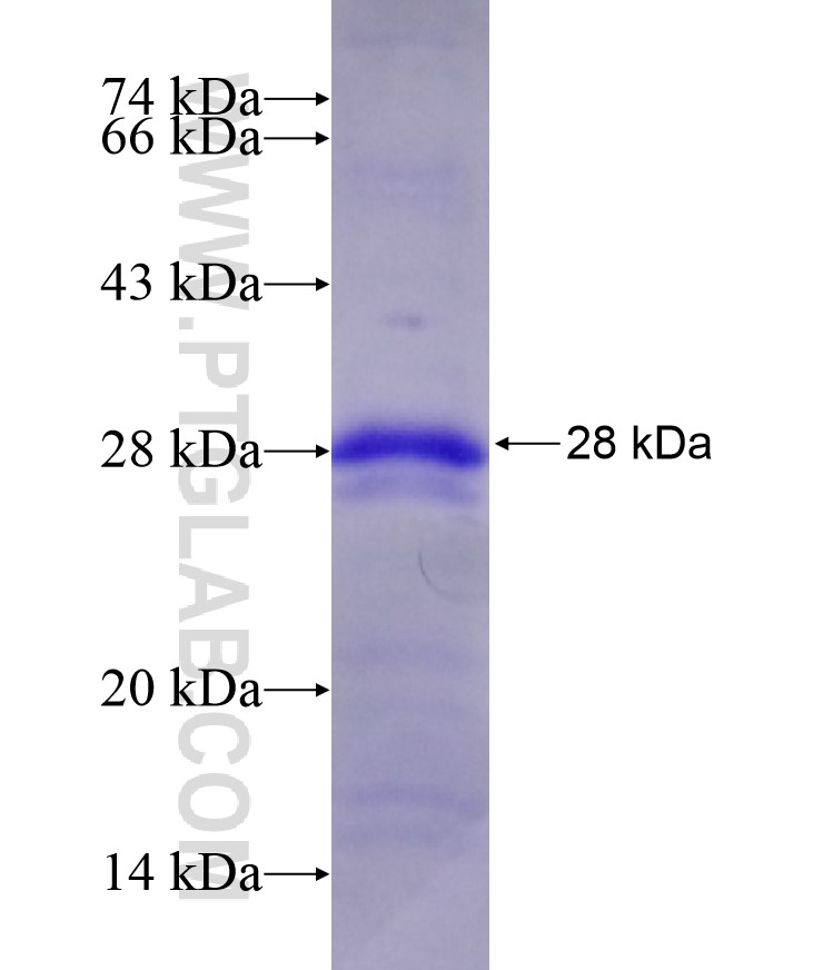TREM1 fusion protein Ag17269 SDS-PAGE