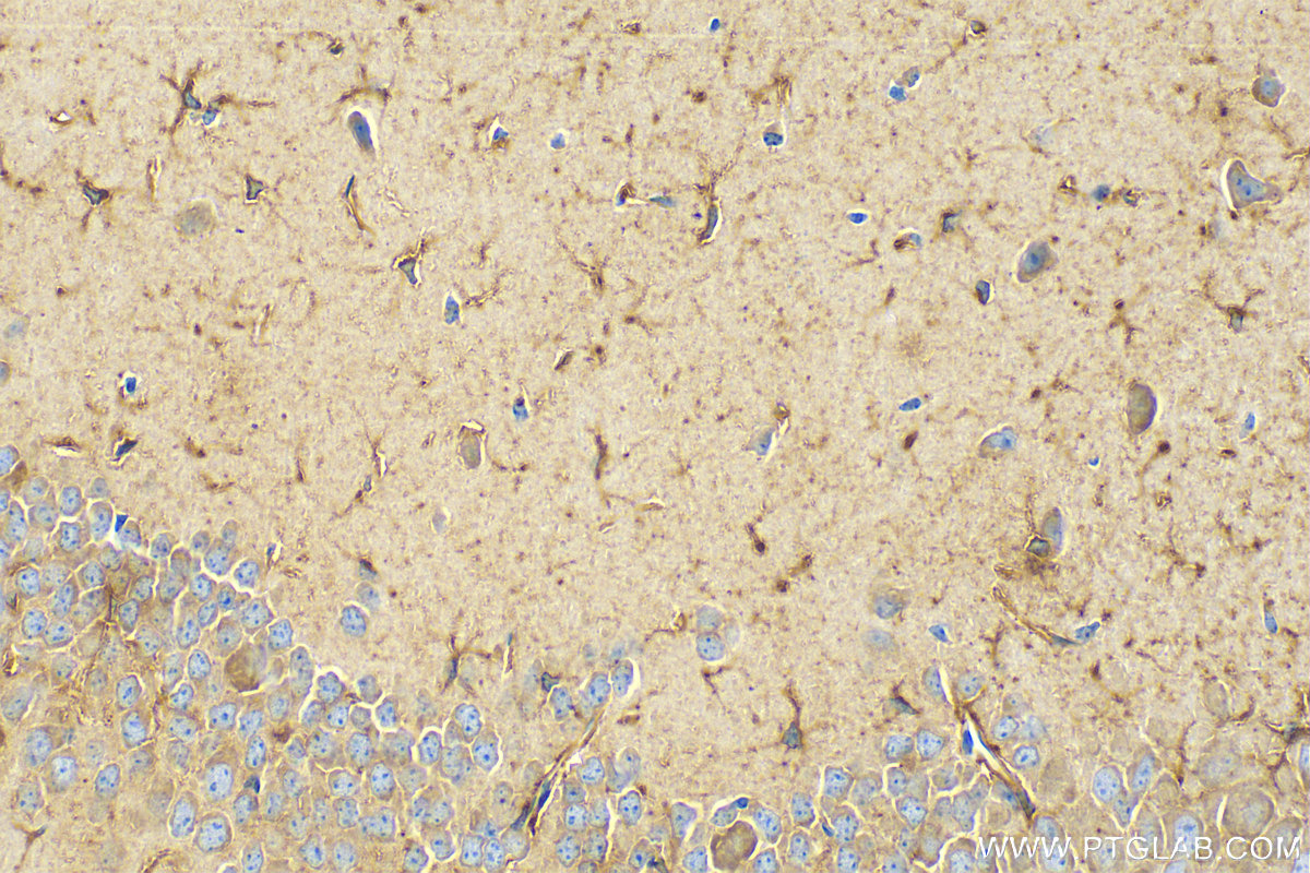 IHC staining of mouse brain using 68723-1-Ig (same clone as 68723-1-PBS)