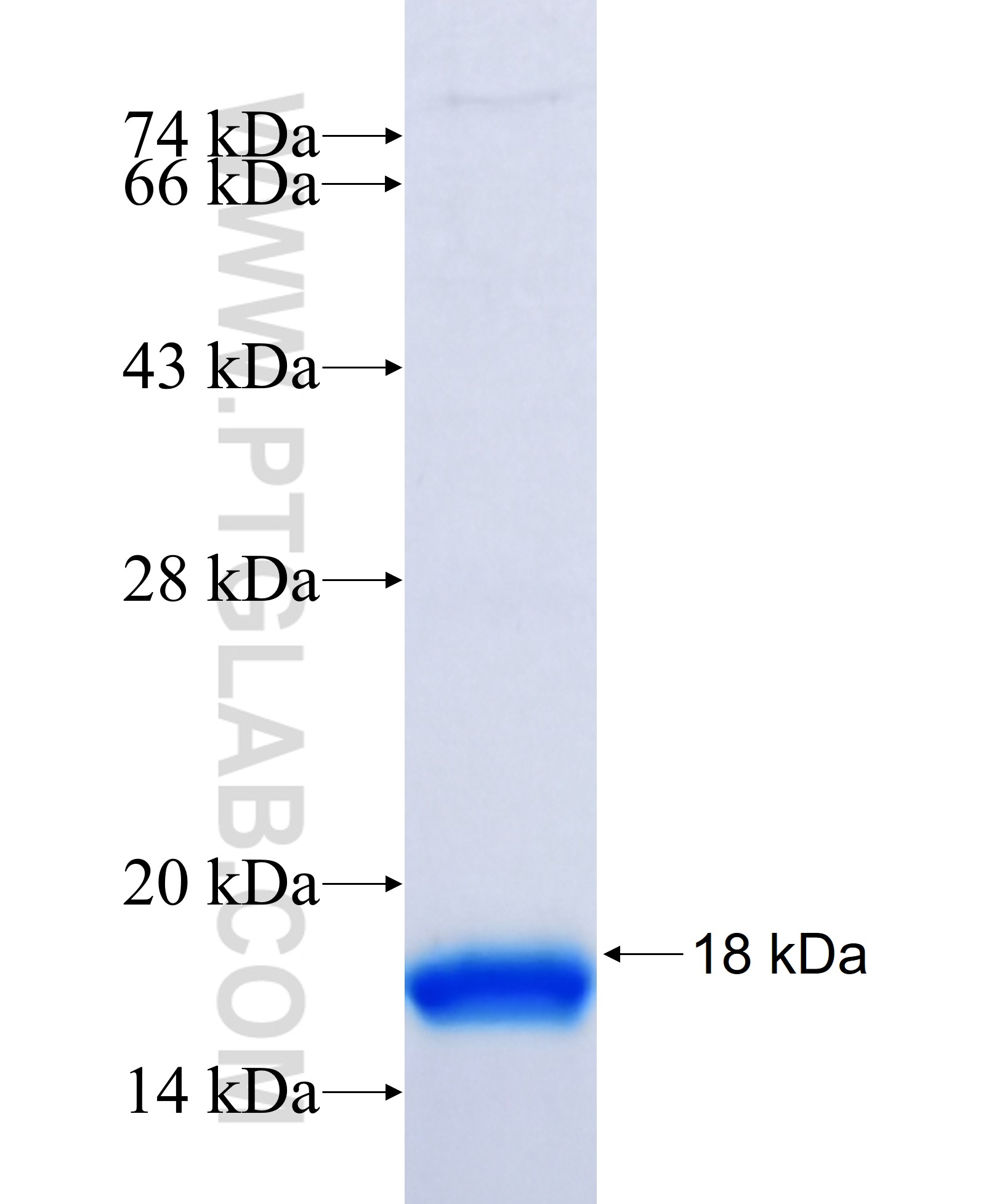 TREM2 fusion protein Ag30825 SDS-PAGE