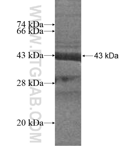 TREML1 fusion protein Ag15800 SDS-PAGE