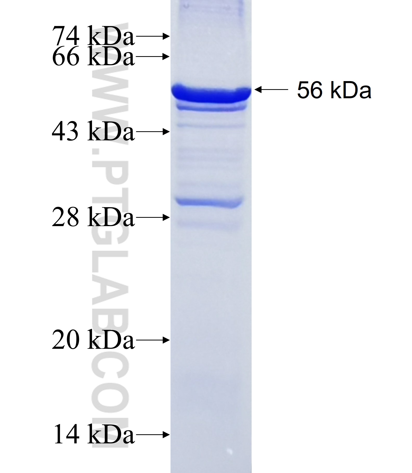 TRH fusion protein Ag12623 SDS-PAGE