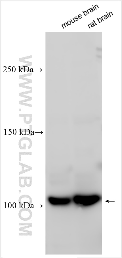 WB analysis using 21226-1-AP