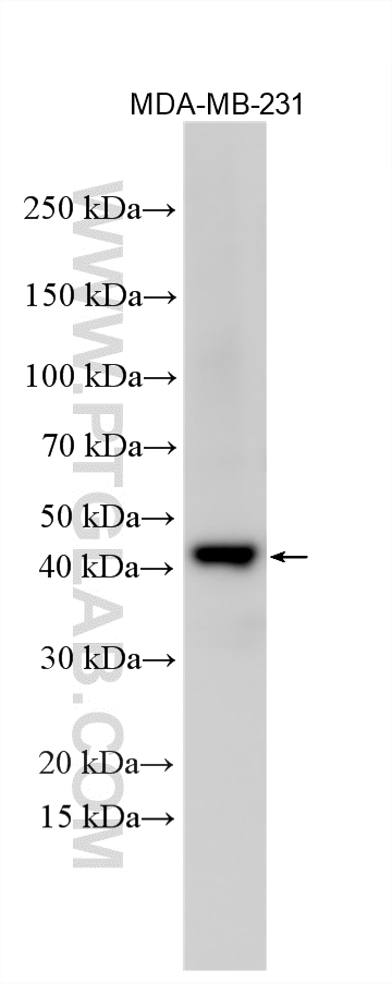 MDA-MB-231 cells were subjected to SDS PAGE followed by western blot with 27899-1-AP (TRIB1 antibody) at dilution of 1:4000 incubated at room temperature for 1.5 hours. WB analysis using 27899-1-AP