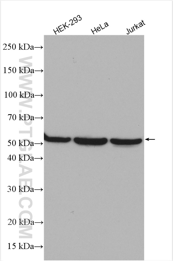 WB analysis using 10851-1-AP