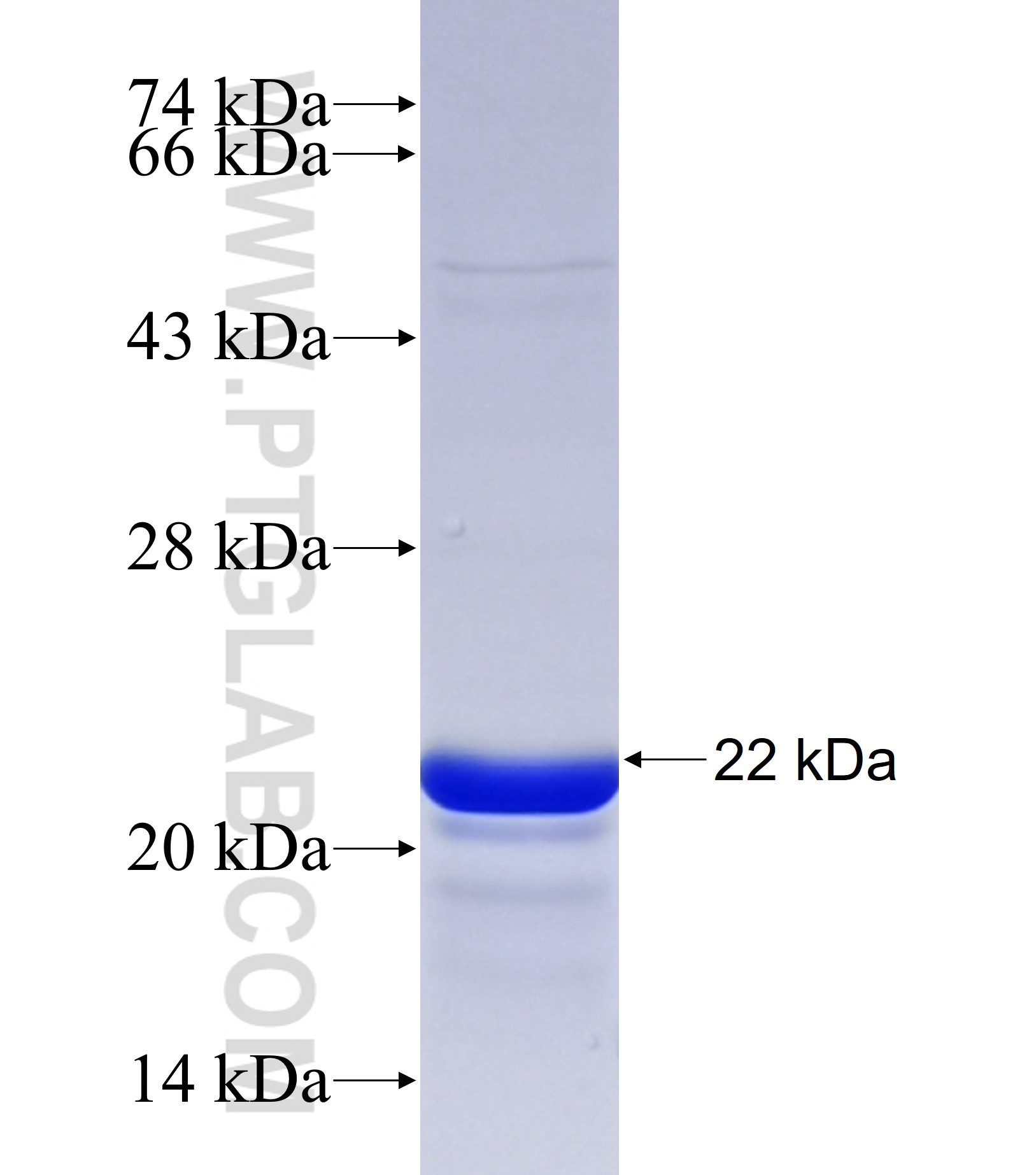 TRIM11 fusion protein Ag41943 SDS-PAGE