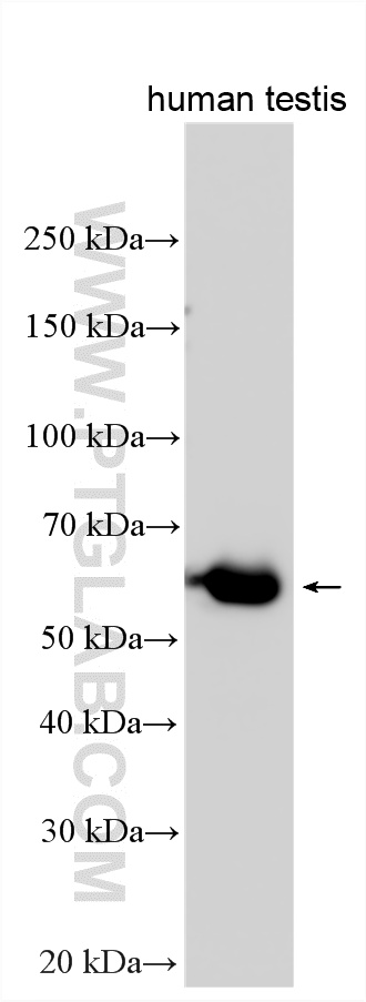 WB analysis using 24403-1-AP