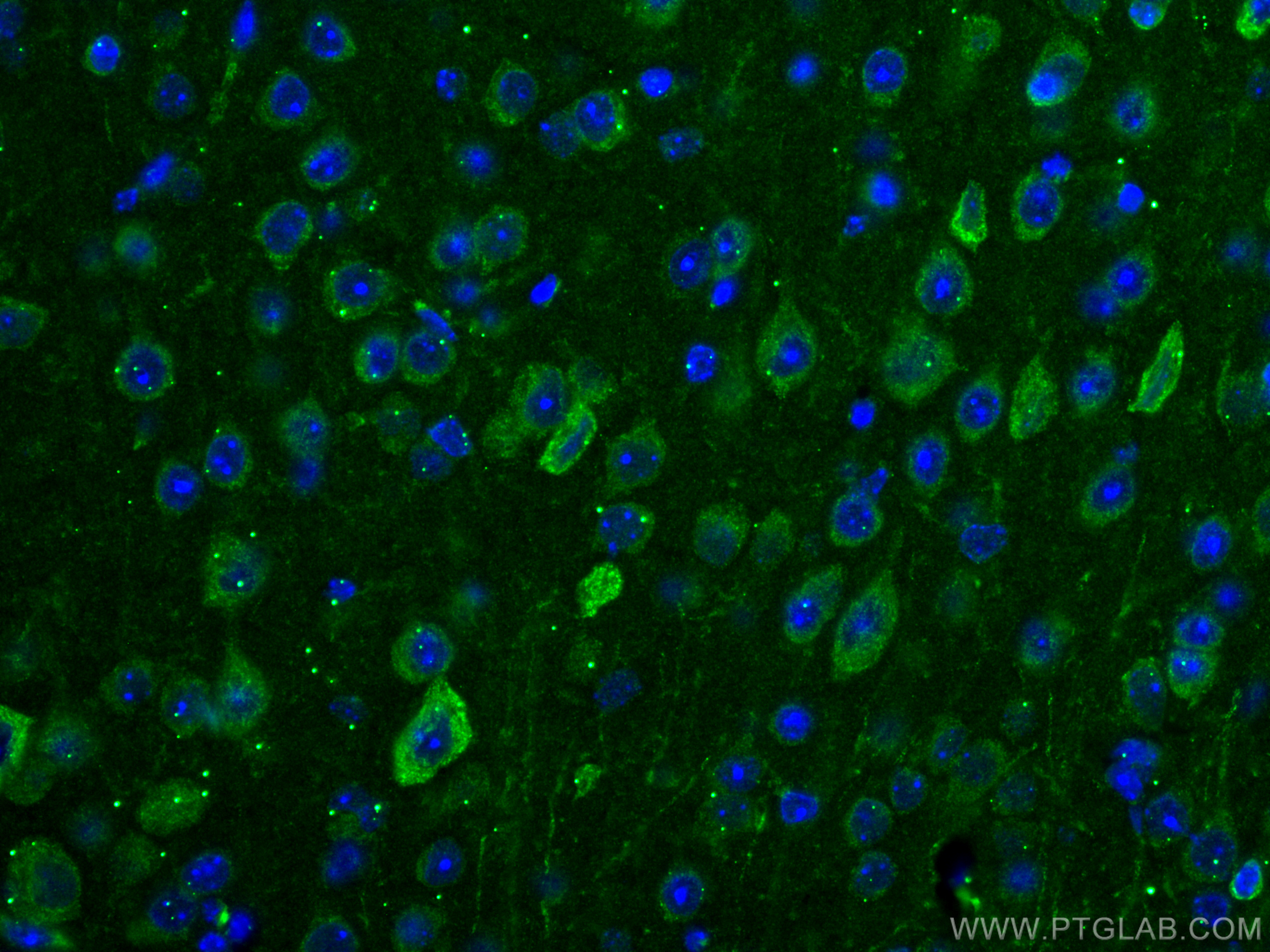 IF Staining of mouse brain using 67342-1-Ig