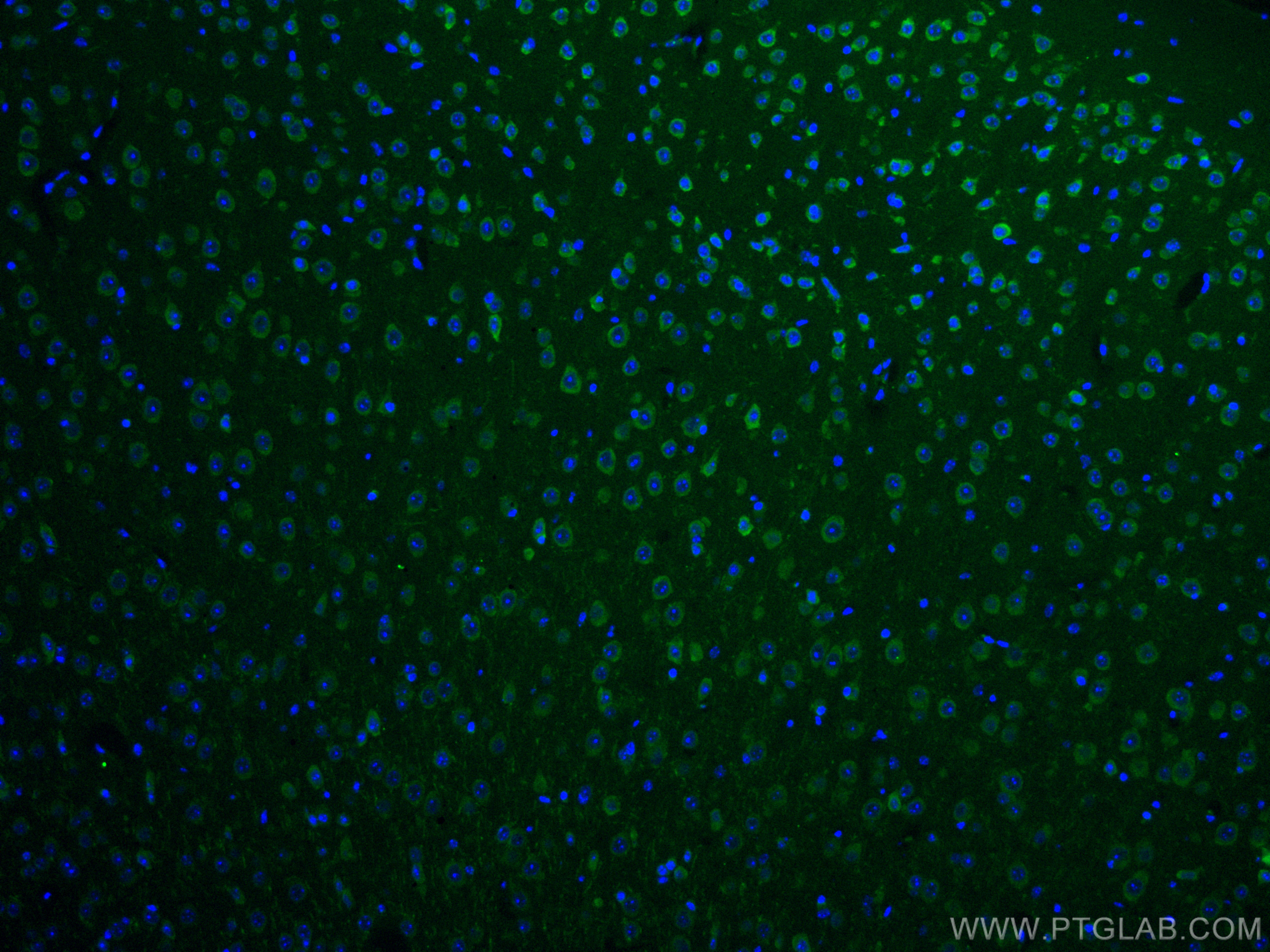 IF Staining of mouse brain using CL488-67342