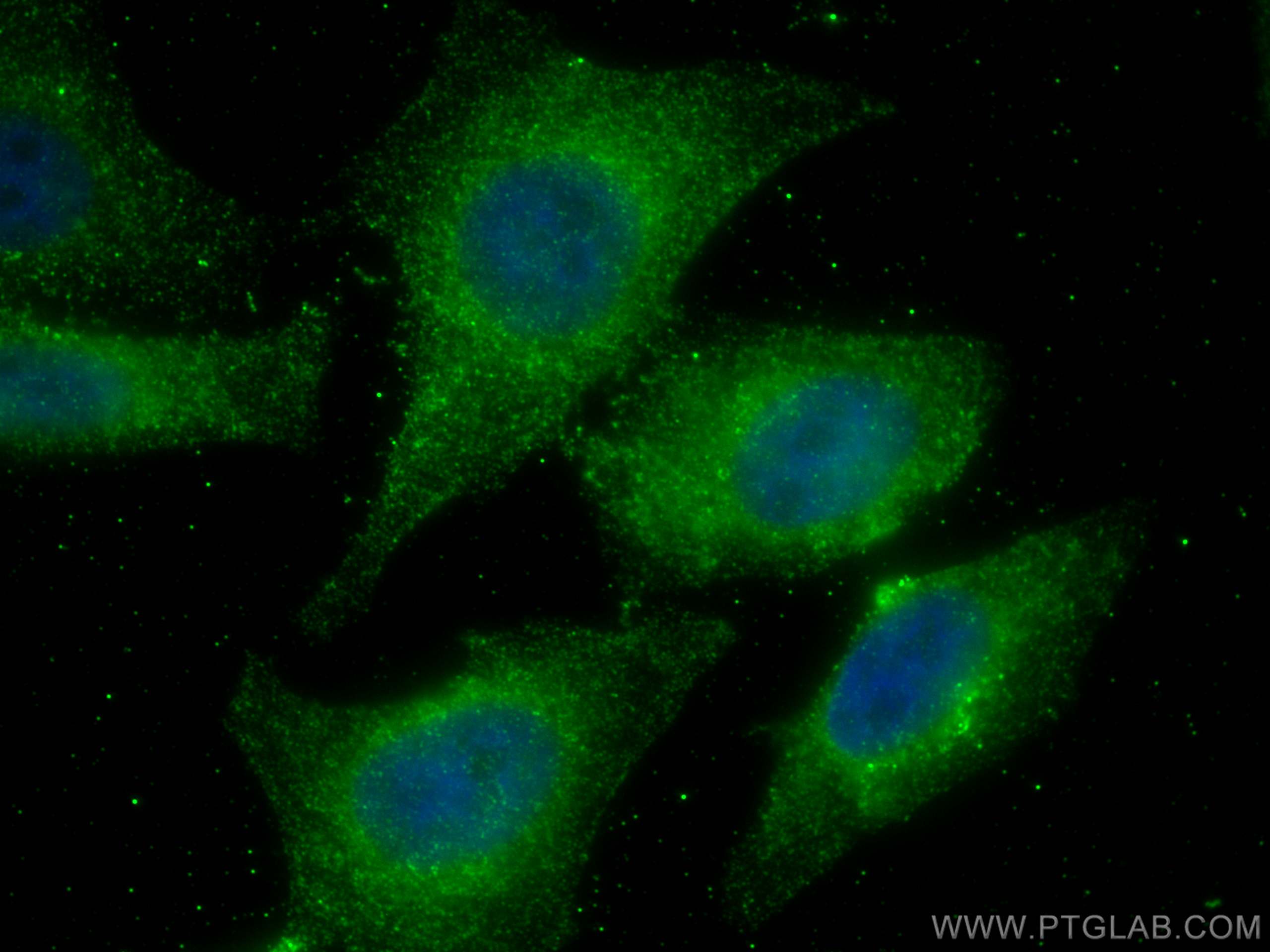 IF Staining of HepG2 using 67136-1-Ig