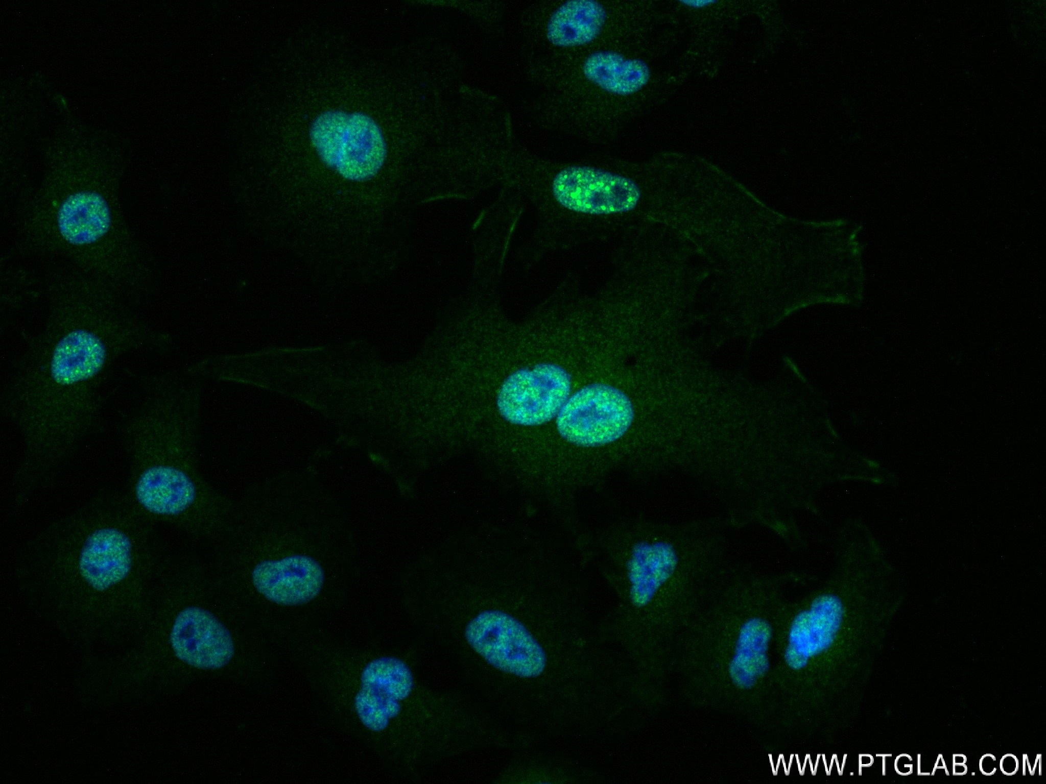 IF Staining of A549 using 83530-3-RR