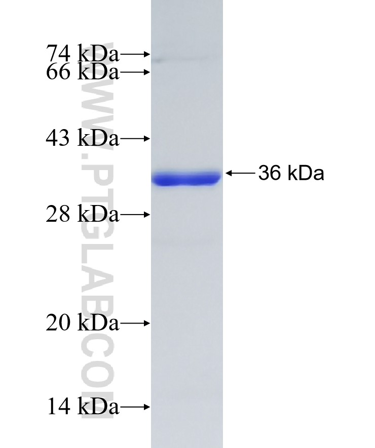 TRIM21 fusion protein Ag28377 SDS-PAGE