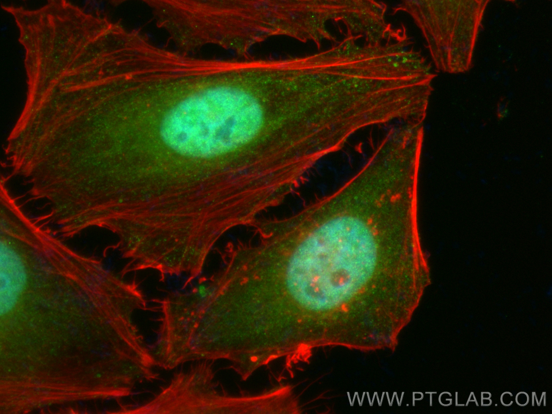 IF Staining of HeLa using CL488-14208