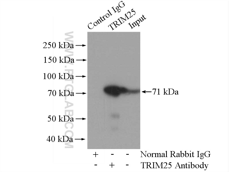 TRIM25 Polyclonal antibody