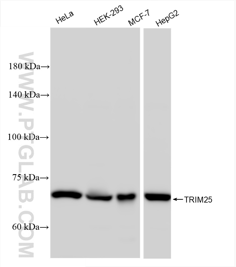 WB analysis using 85919-1-RR (same clone as 85919-1-PBS)