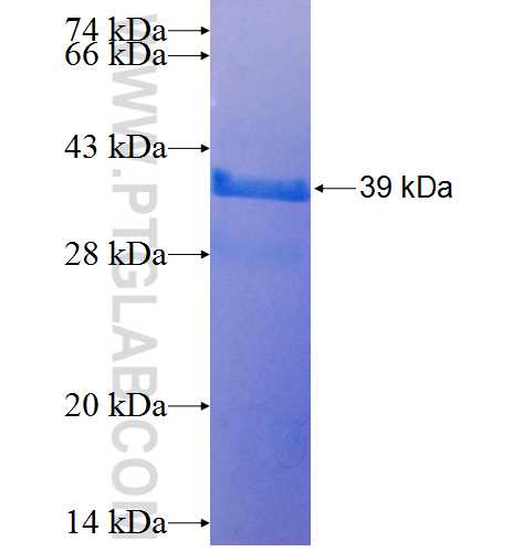 TRIM26 fusion protein Ag25546 SDS-PAGE