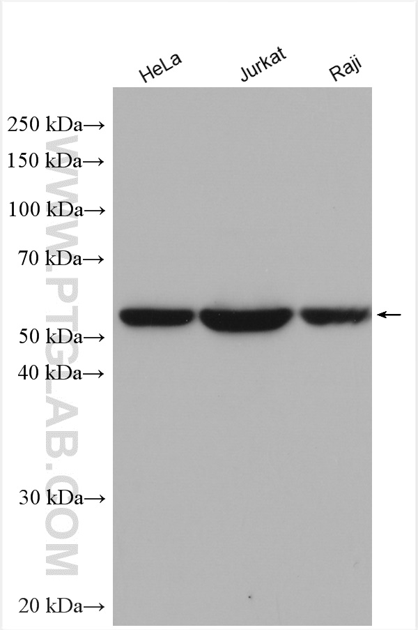 WB analysis using 28751-1-AP