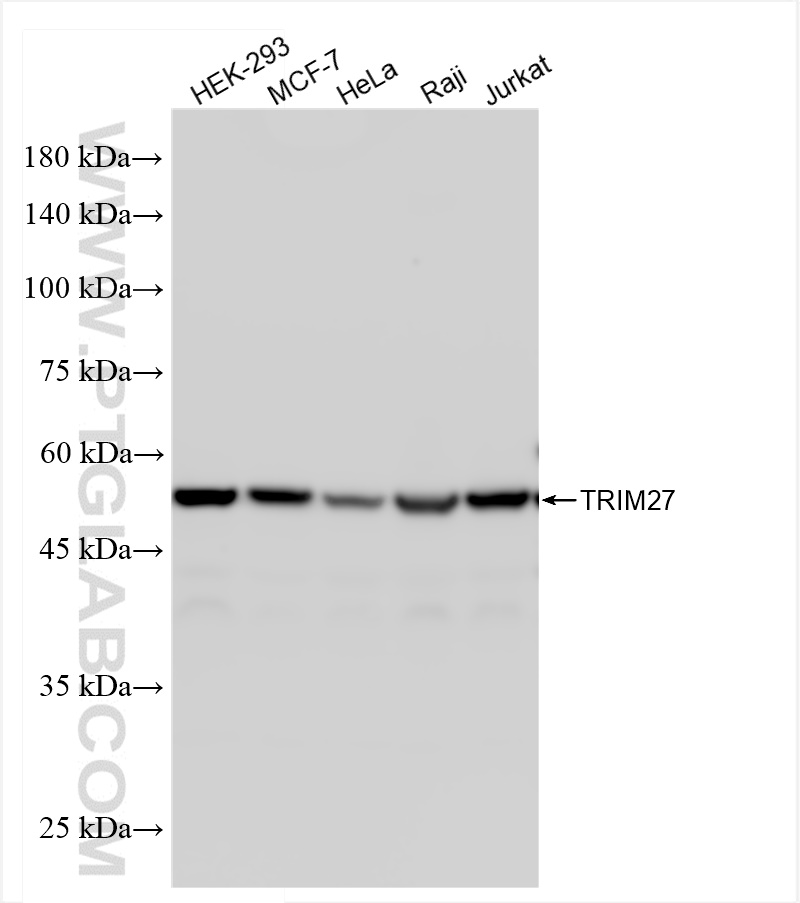 WB analysis using 84927-5-RR