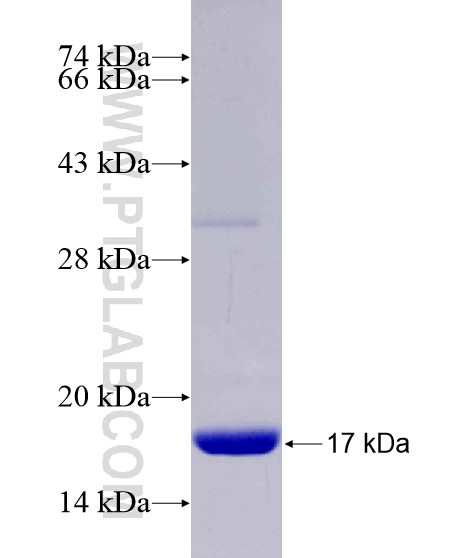 TRIM3 fusion protein Ag28902 SDS-PAGE