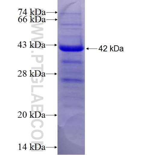 TRIM32 fusion protein Ag24346 SDS-PAGE