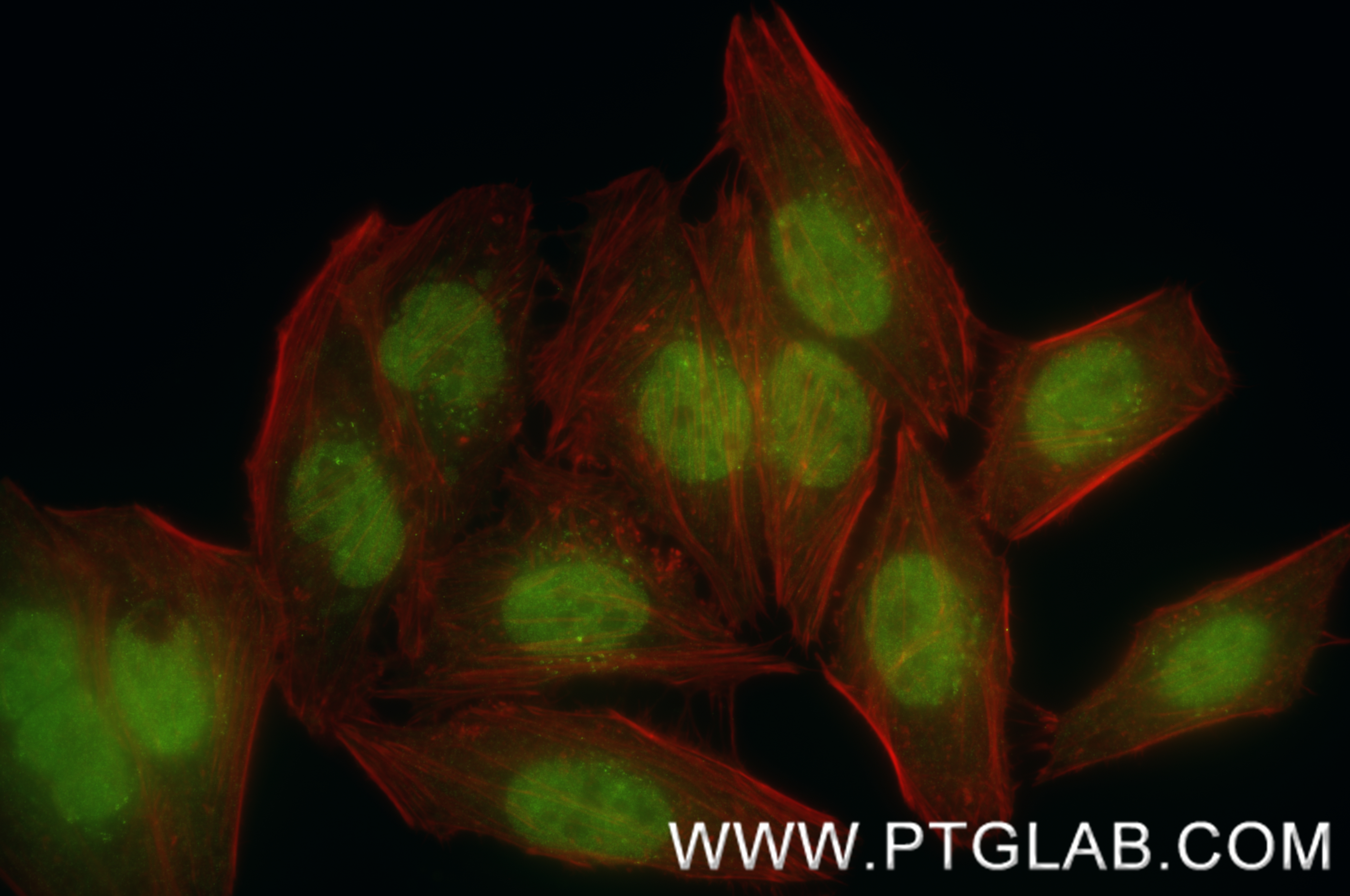 IF Staining of HepG2 using 85364-3-RR
