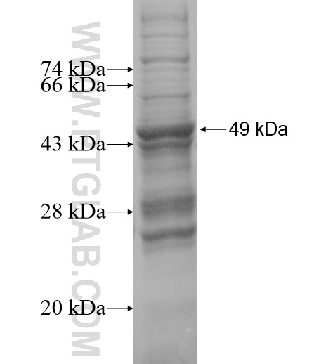 TRIM35 fusion protein Ag13584 SDS-PAGE