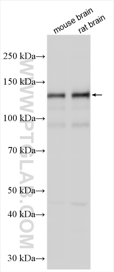 WB analysis using 13037-1-AP