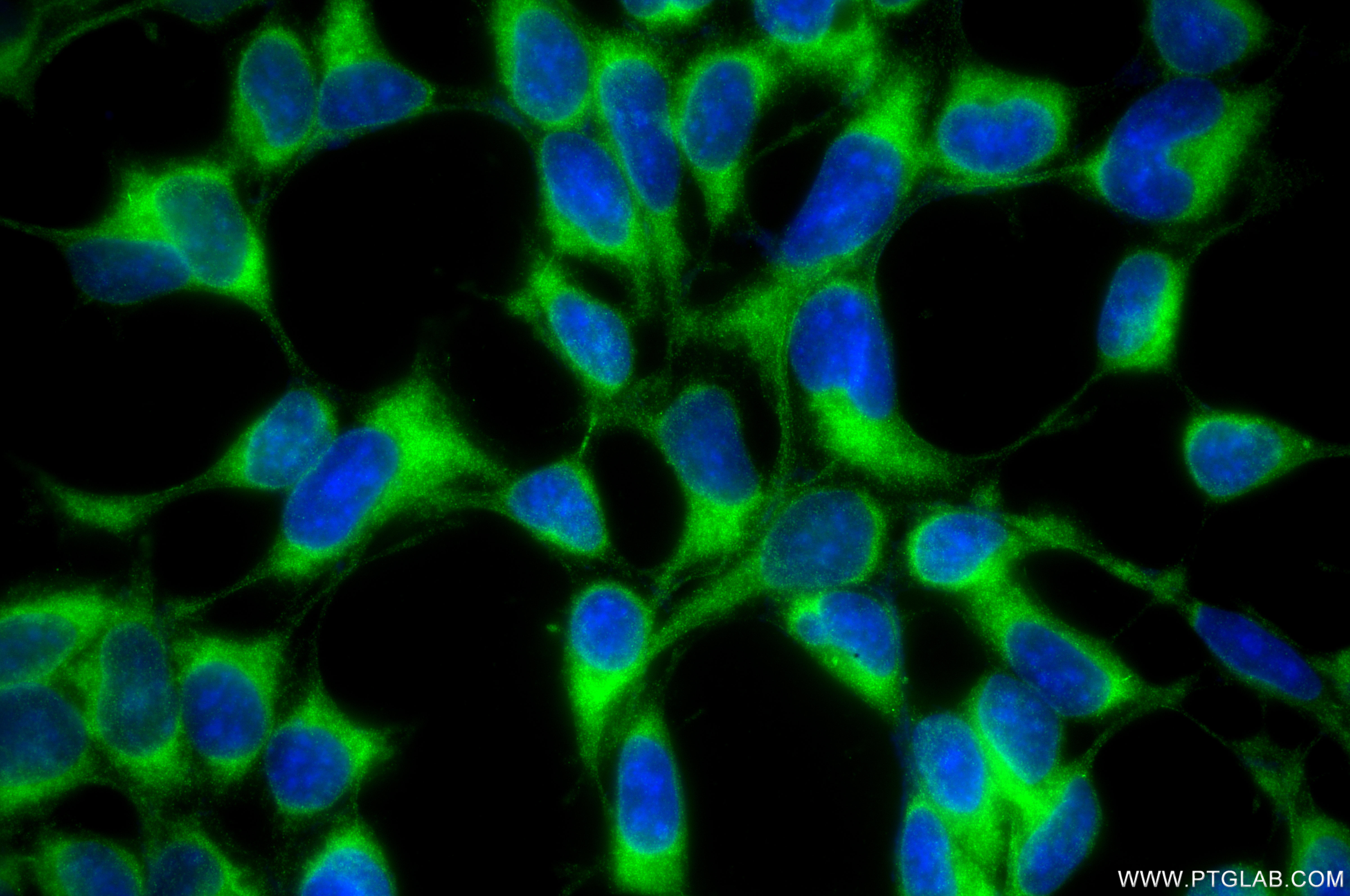 IF Staining of HEK-293 using 87196-1-RR